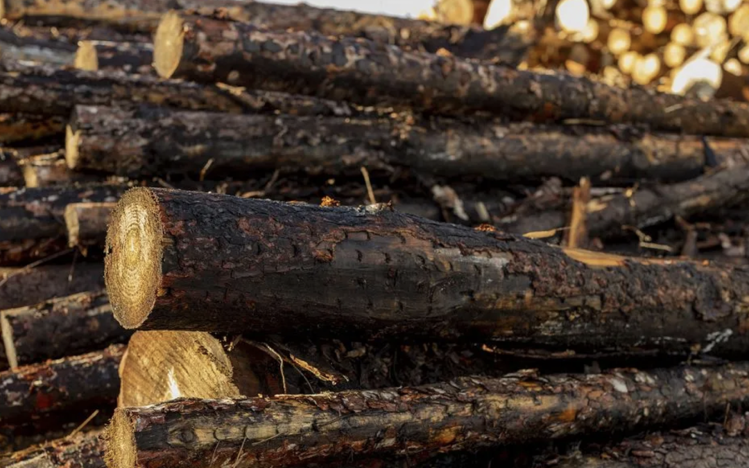 Gautier recycle le bois brûlé lors des incendies de cet été