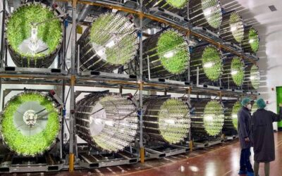 Faire pousser des fruits et des légumes sains en ville et en toute saison : Futura Gaïa, lauréat du prix première usine France2030